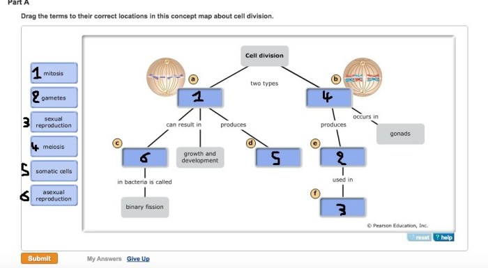 Drag the terms to complete the concept map below