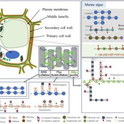 Polysaccharides