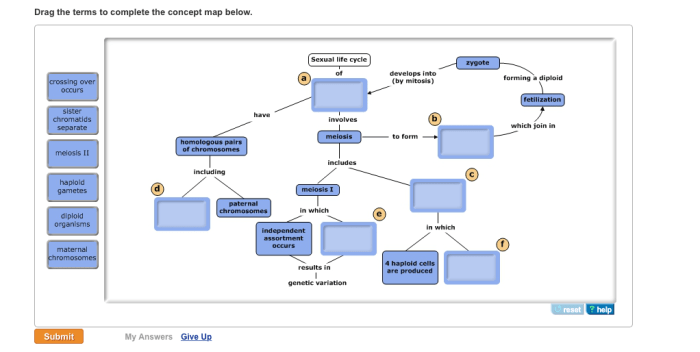 Drag the terms to complete the concept map below